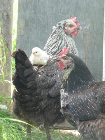 31G300038-1b6f3e93c6f04840ad2303a695af264d