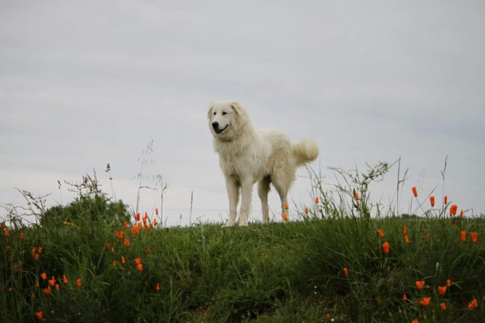 31G301623-3cd91cc36e384d358a44a5831aa094ed