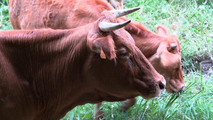 31G301726-4b9725cd81bc4fe0ba5934a1b64c70e2