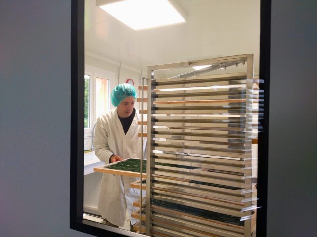 9–La-spiruline-sur-les-claies-de-sechage