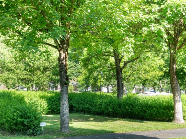 9.Pradelongue-emplacement-nu-2