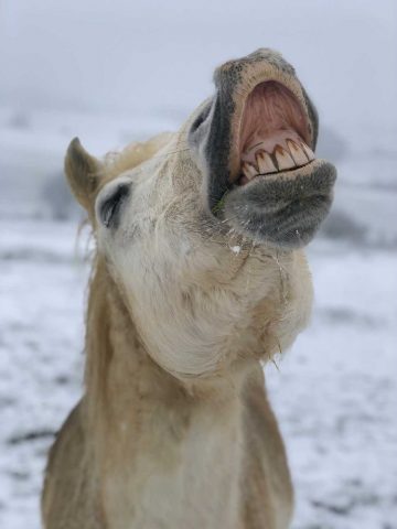 Centre-equestre-Les-farfadets—Sourire—–Escanecrabe