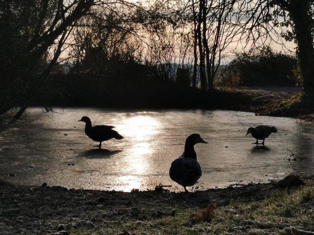 Chambre-d-hotes—Ferme-des-Coumodous–Canards–Montmaurin