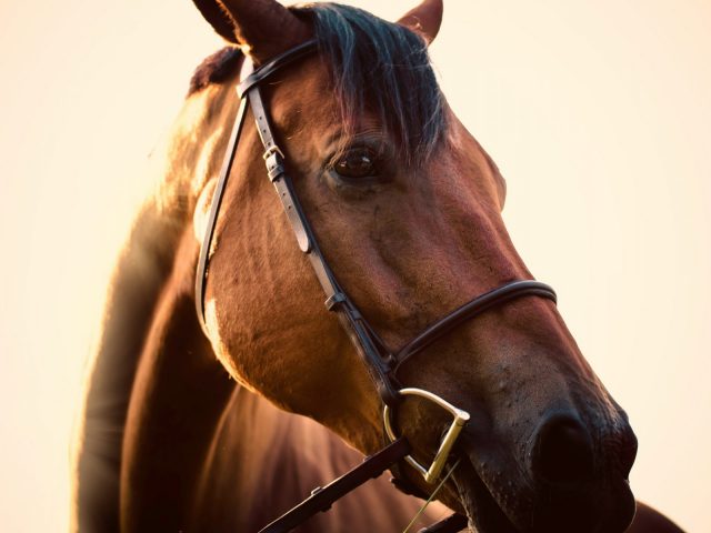 Cheval-Comminges