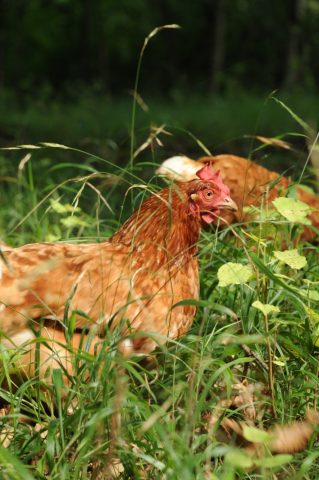 Chez-les-Soyas-poule-Landorthe