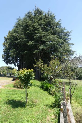 Dans-un-ecrin-de-verdure—Arbre–Cuguron—Comminges-Pyrenees-2