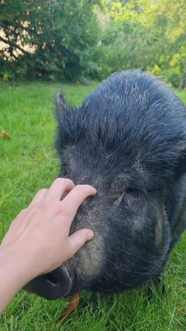 Dans-un-ecrin-de-verdure—Cochon—Cuguron—Comminges-Pyrenees