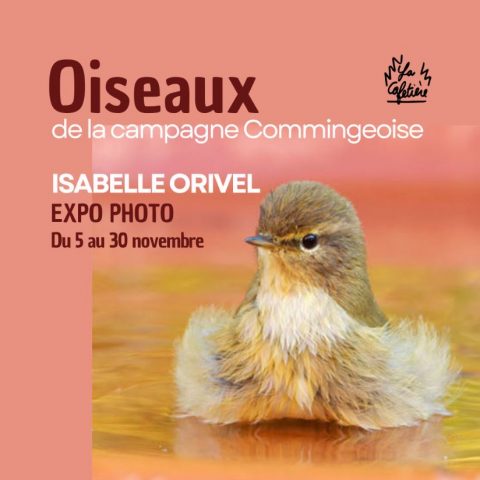 Expo-Oiseaux