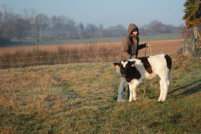 Ferme-La-Monge–l-Isle-En-Dodon–2-