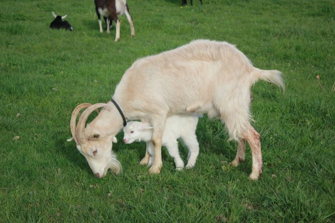 Ferme-La-Monge–l-Isle-En-Dodon–6-