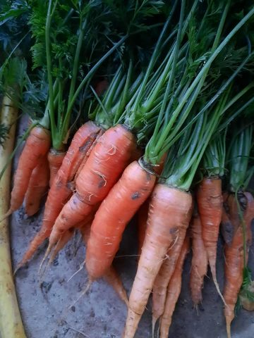 Ferme-des-cabanettes-anan-legumes