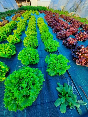 Ferme-des-cabanettes-anan-legumes2