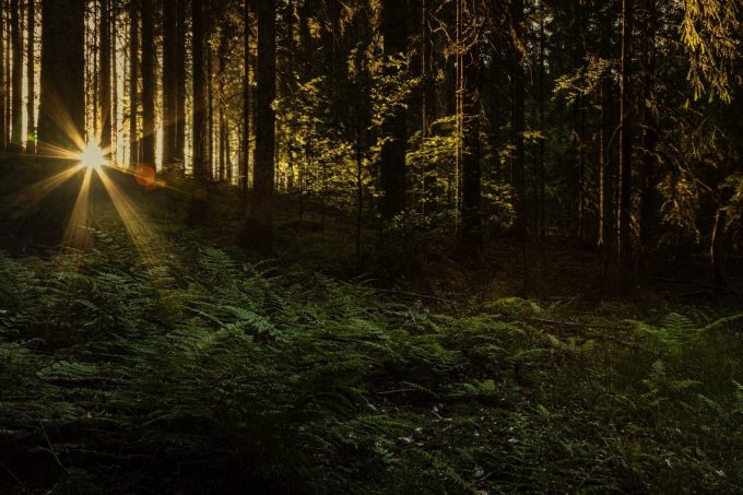 Foret—libre-de-droit—Mila-Kusmenko