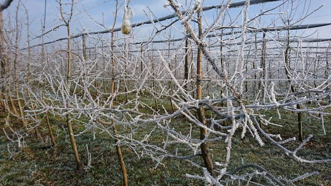 Fruits–Les-Vergers-de-la-Gentille–Pointis-Inard-2