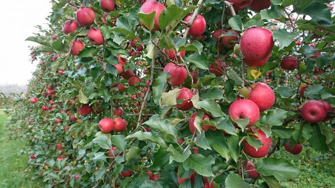 Fruits–Les-Vergers-de-la-Gentille–Pointis-Inard