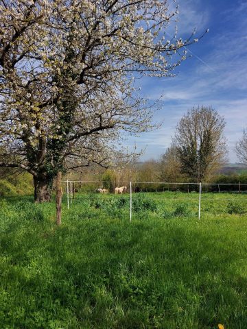 Gite-des-collines—chevaux-Cassagnabere-Tournas-Comminges-Pyrenees