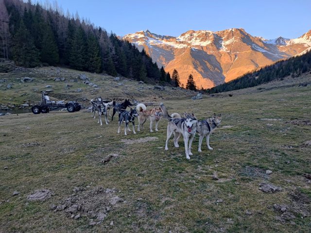 Instinct-nordique—Cani-rando—Comminges-Pyrenees