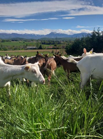 La-ferme-de-Gaudens-Saint-Gaudens-chevres