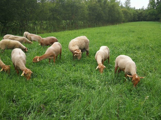 La-ferme-des-mille-Pas–Terrebasse–Theo-Le-Dantec–4-