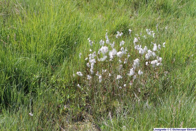 Linaigrette—C-Etchecopar-Etchart