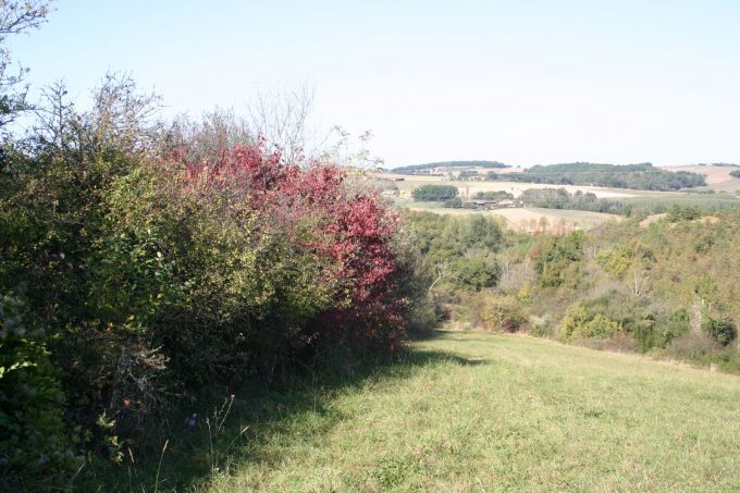 Natura-2000—Coteau—Boulogne-sur-Gesse-2