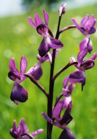 Natura-2000—Orchis-Laxiflora—Boulogne-sur-Gesse