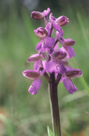 Natura-2000—Orchis-Morio—Boulogne-sur-Gesse