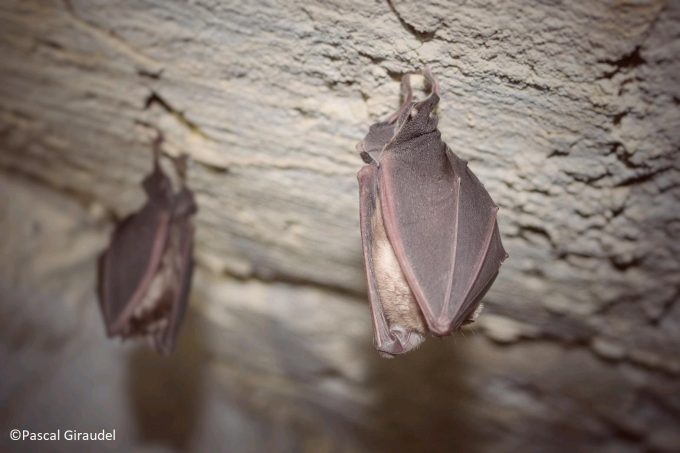 Nuit-de-la-chauve-souris-Montmaurin