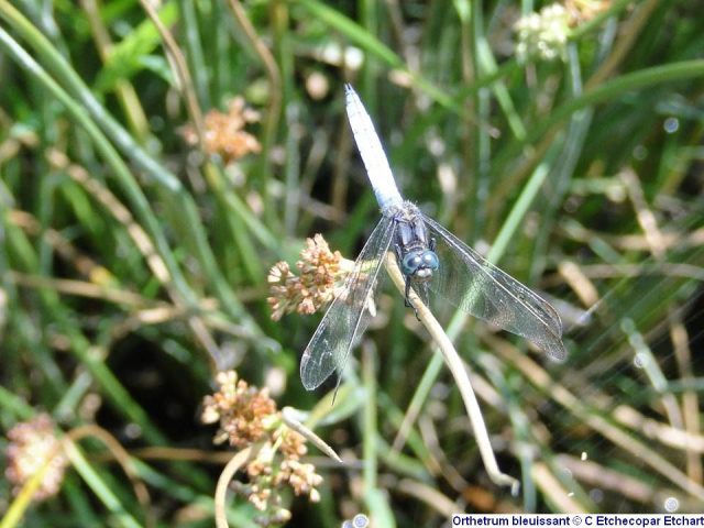 Orthetrum-bleuissant—C-Etchecopar-Etchart