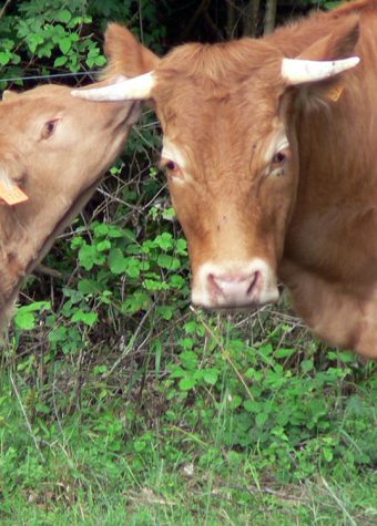 LES PRAIRIES DU CAP D&rsquo;ARMAS