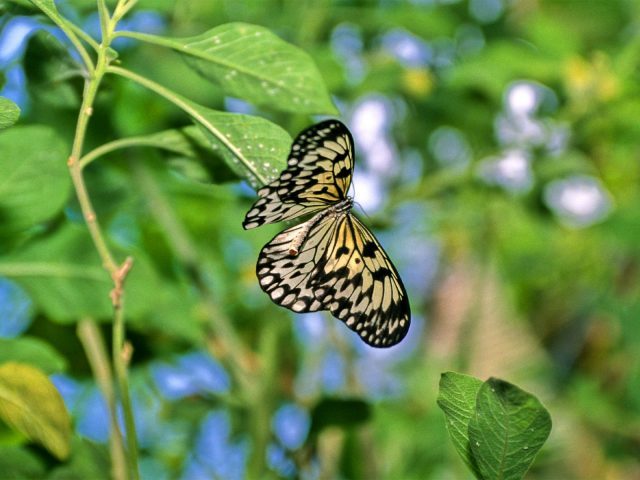 Papillon–Francois-Canard-2-640×480