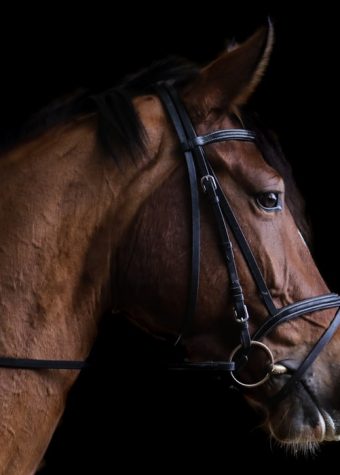 PONEY CLUB CENTRE EQUESTRE HIPPOCAMPE