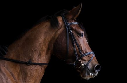 PONEY CLUB CENTRE EQUESTRE HIPPOCAMPE