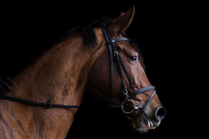 Poney-club-ecurie-saint-laurent