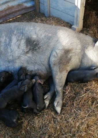 LES PORCS DU COTEAU DE CHARLAS