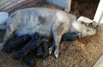 LES PORCS DU COTEAU DE CHARLAS