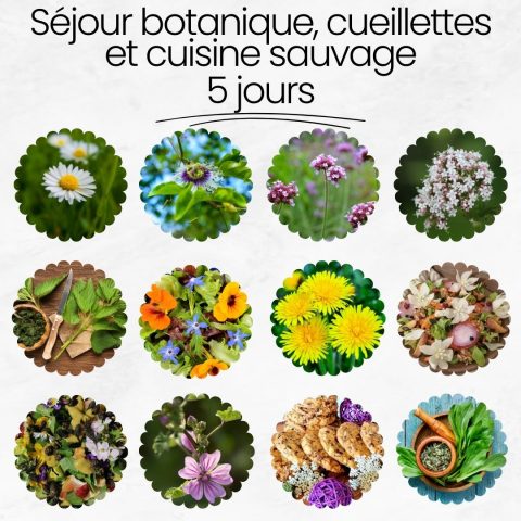 Sejour-botanique–cuisine-sauvage-Comminges-Pyrenees-