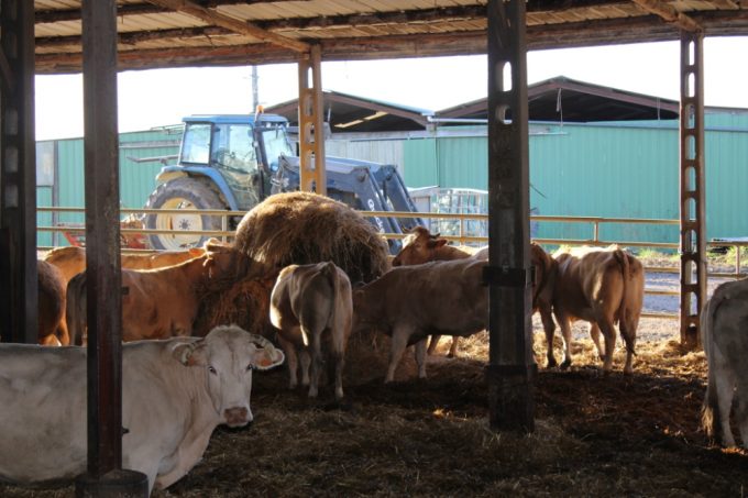 Viande–GAEC-de-Lubia–SAINT-FRAJOU