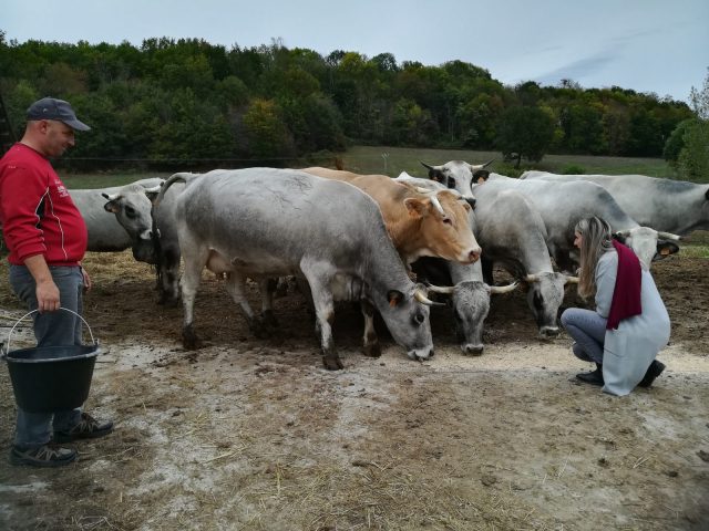 boeuf-gascon–nizan-sur-gesse–produit-local–pyrenees