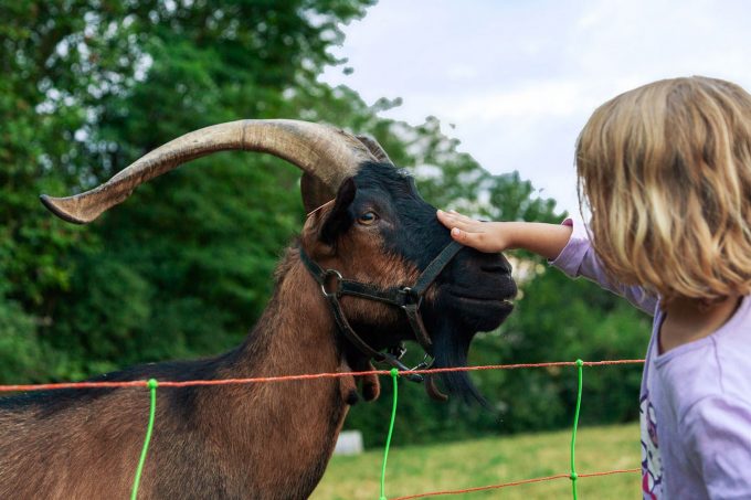 camping-du-moulin-mini-ferme-MARTRES-TOLOSANE