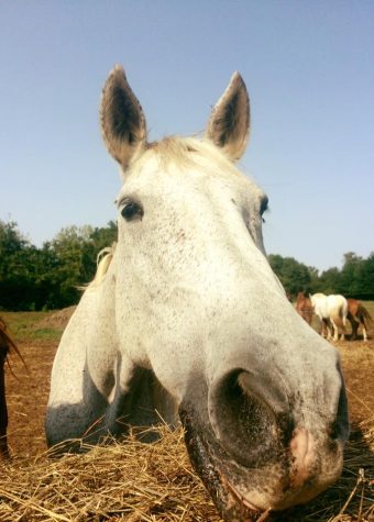 CENTRE EQUESTRE DU MOULIN DE PEGUILHAN