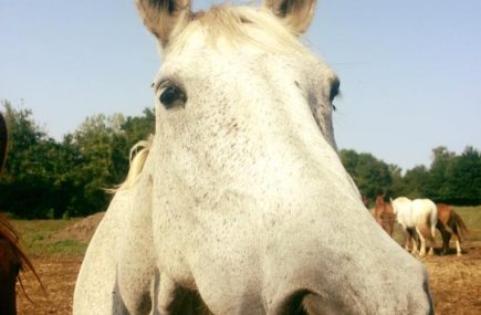 CENTRE EQUESTRE DU MOULIN DE PEGUILHAN