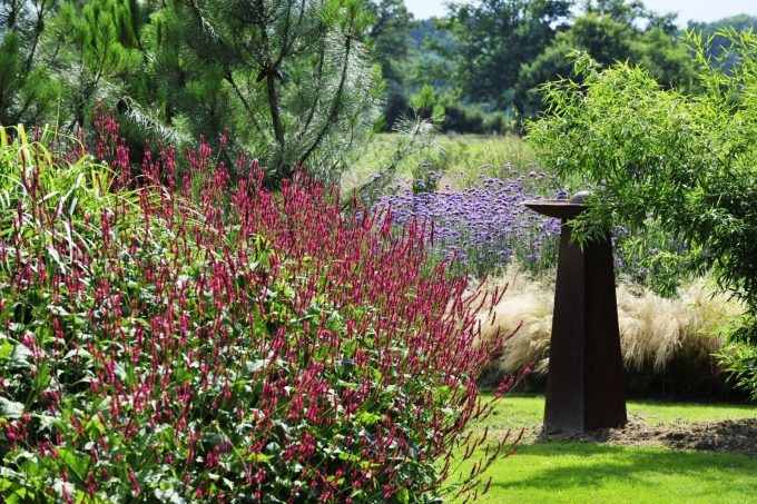 contemporain-persicaria