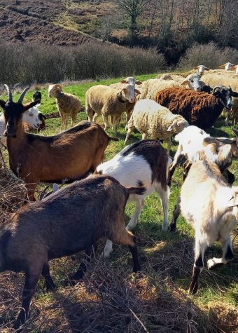 LA FERME DES ARROUTIS