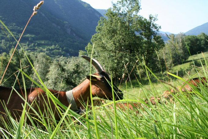 gite-capdelmail-cierpgaud-pyrenees31–5-