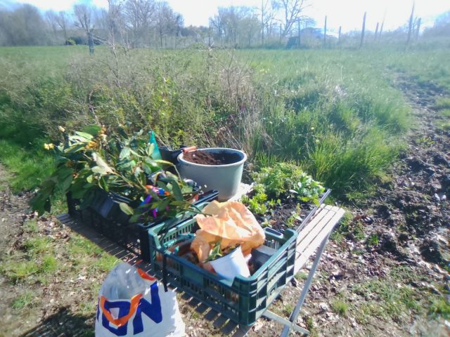 tikaz-provencale