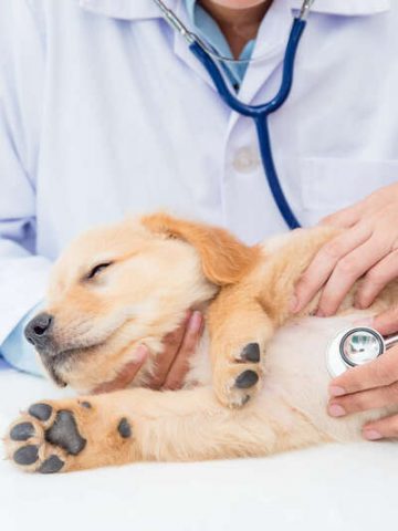 version-400-clinique-veterinaire-saint-jean-structure-veterinaire-a-montrejeau